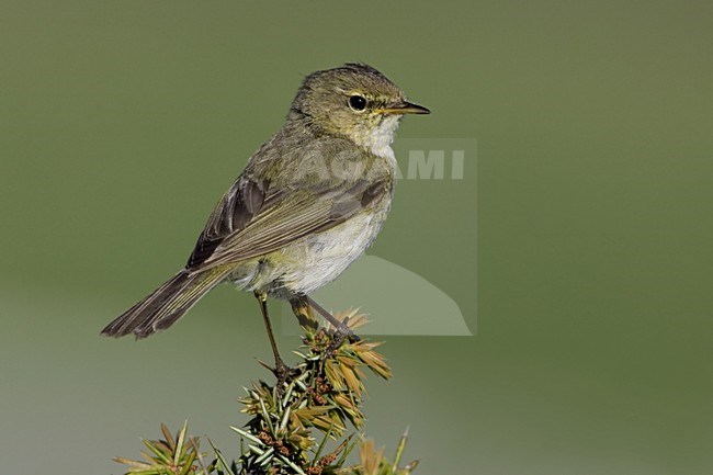 Common Chiffchaff perched on branch; Tjiftjaf zittend op tak stock-image by Agami/Daniele Occhiato,