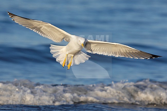 Yellow-legged Gull (Larus michahellis), front view of an adult in flight, Campania, Italy stock-image by Agami/Saverio Gatto,