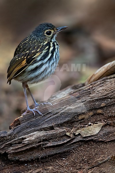 Streak-chested Antpitta (Hylopezus perspicillatus) perched on a log in understory of a humid moist rainforest in Panama. Also know as Spectacled Antpitta. stock-image by Agami/Dubi Shapiro,