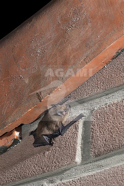 Common pipistrelle is is leaving a roost stock-image by Agami/Theo Douma,