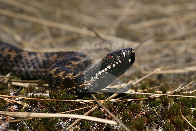 Adder; European Adder stock-image by Agami/Bas Haasnoot,