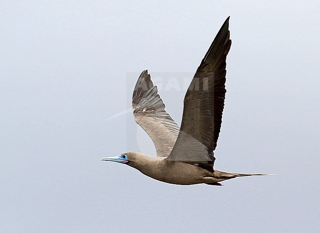 Red-footed Booby (Sula sula websteri) on the Galapagos islands, Ecuador. stock-image by Agami/Dani Lopez-Velasco,