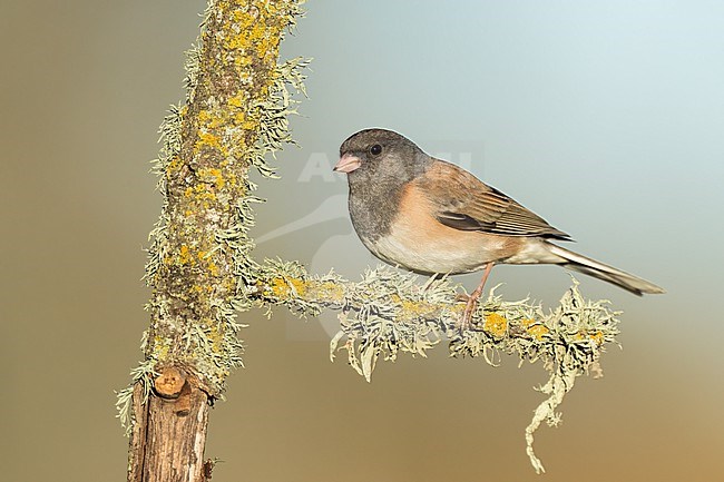 Adult female
Santa Barbara Co., CA
November 2022 stock-image by Agami/Brian E Small,