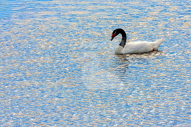 Black-necked Swan (Cygnus melancoryphus) swimming in a lake in southern Argentina. stock-image by Agami/Marc Guyt,