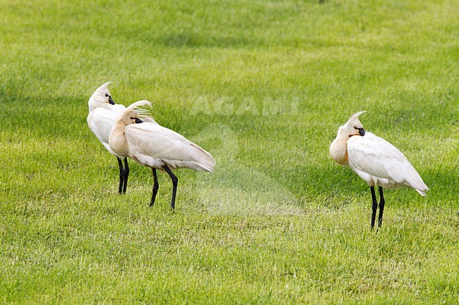 Rustende Lepelaars Utopia; Eurasian Spoonbills resting stock-image by Agami/Roy de Haas,