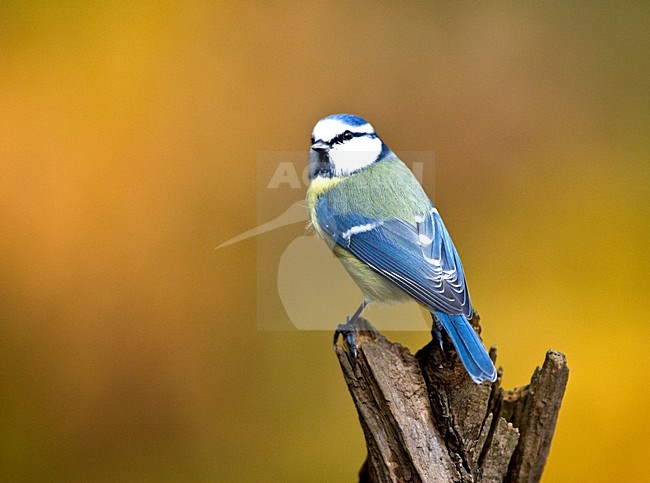 Pimpelmees zittend op tak; Blue Tit perched on branch stock-image by Agami/Roy de Haas,