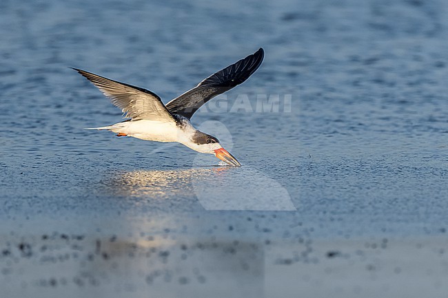 Black Skimmer (Rynchops niger) flying over water in Florida USA. stock-image by Agami/Marcel Burkhardt,