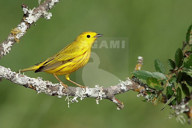 Adult male
Galveston Co., TX
April 2017 stock-image by Agami/Brian E Small,