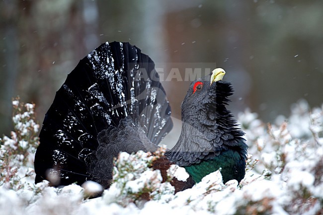 Baltsend mannetje Auerhoen in de sneeuw; Male Western Capercaillie displaying in the snow stock-image by Agami/Danny Green,