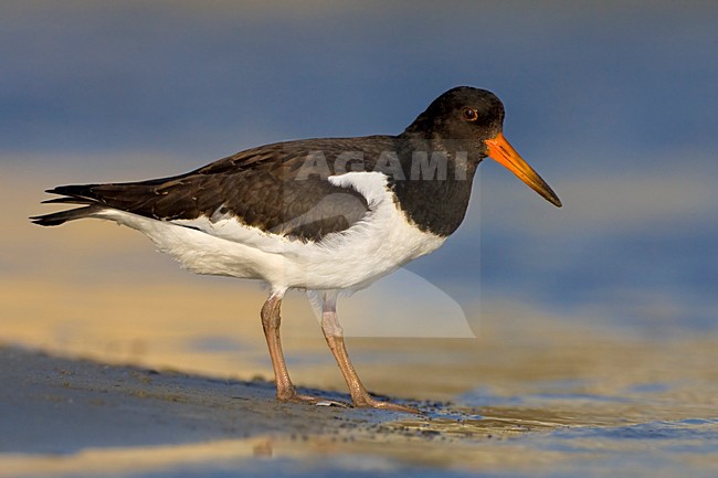 Scholekster staand; Eurasian Oystercatcher perched stock-image by Agami/Daniele Occhiato,