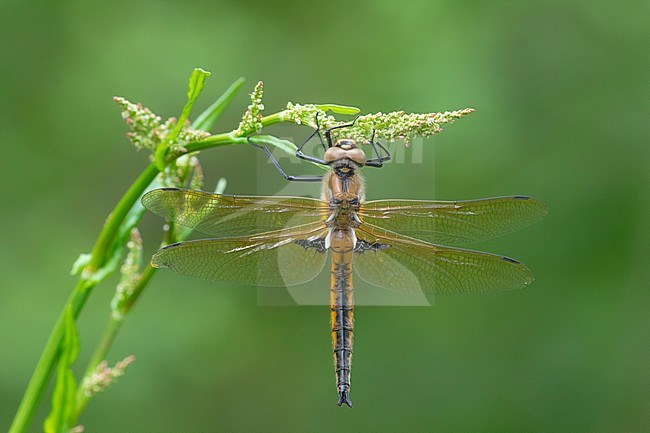 Two spotted Dragonfly, Tweevlek, Epitheca bimaculata stock-image by Agami/Wil Leurs,