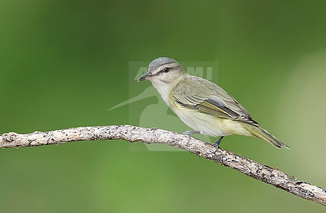 Adult Black-whiskered Vireo, Vireo altiloquus barbatulus) perched on a branch in Monroe Country, Florida, United States. stock-image by Agami/Brian E Small,