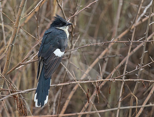 Jacobin Cuckoo, Clamator jacobinus, in Angola. stock-image by Agami/Pete Morris,