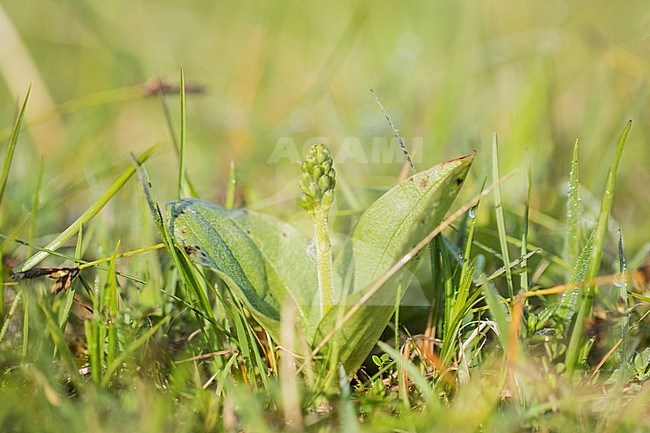 Common Twayblade flower buds stock-image by Agami/Wil Leurs,
