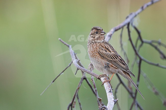 Adult female Pine Bunting (Emberiza leucocephalos leucocephalos) perched in a tree near lake Baikal in Russia. stock-image by Agami/Ralph Martin,