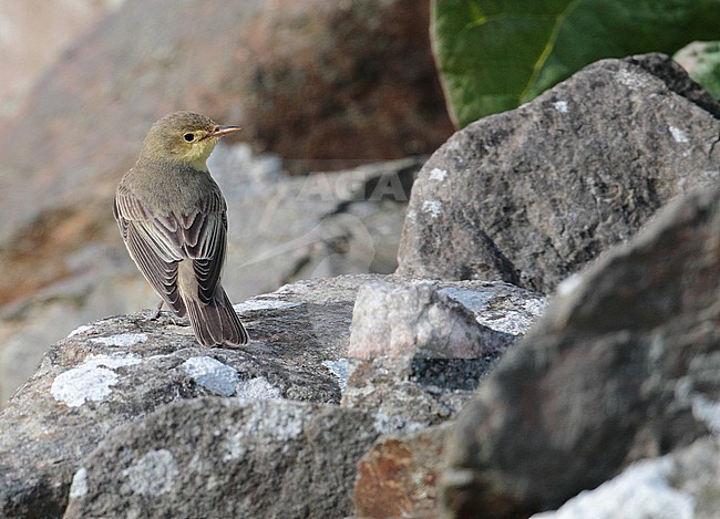 Icterine Warbler (Hippolais icterina) perched on a rock in Shetland, seen from the back. stock-image by Agami/Hugh Harrop,