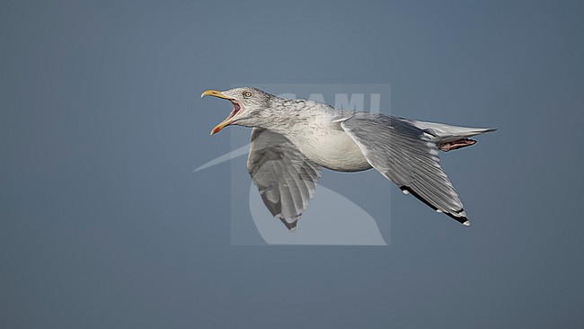 European Herring Gull (Larus argentatus) in winter plumage flying. stock-image by Agami/Marcel Burkhardt,