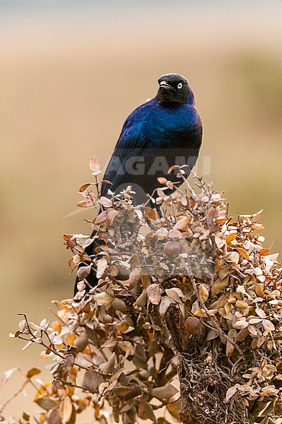 Portrait of a Ruppell's glossy starling, Lamprotornis purpuropterus. Masai Mara National Reserve, Kenya. stock-image by Agami/Sergio Pitamitz,