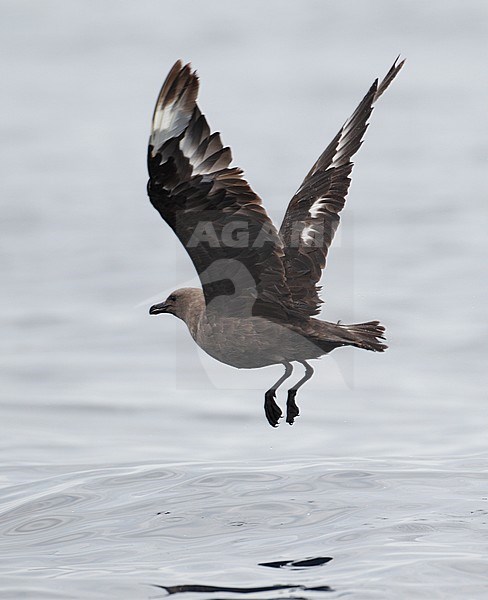 Zuipooljager in vlucht, South Polar Skua in flight stock-image by Agami/Mike Danzenbaker,