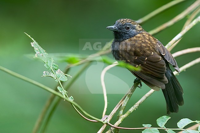 Male Spiny-faced Antshrike (Xenornis setifrons) perched on a branch in a rainforest in Panama. Also known as Speckled Antshrike. stock-image by Agami/Dubi Shapiro,