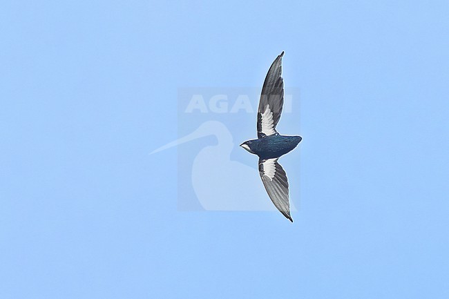 Philippine Spinetail (Mearnsia picina) soaring above the forest in the Philippines stock-image by Agami/Dubi Shapiro,
