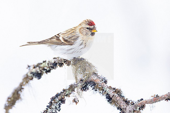  stock-image by Agami/Menno van Duijn,