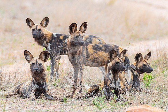 Wild Dog (Lycaon pictus), a pack in the savannah, Mpumalanga, South Africa stock-image by Agami/Saverio Gatto,