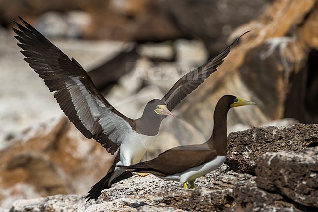 Bruine Gent in vlucht, Brown Booby in flight stock-image by Agami/Daniele Occhiato,