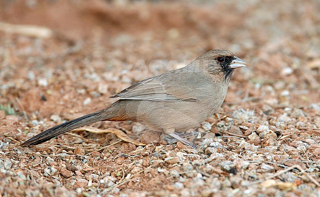 Adult
Maricopa Co., AZ
November 2006 stock-image by Agami/Brian E Small,
