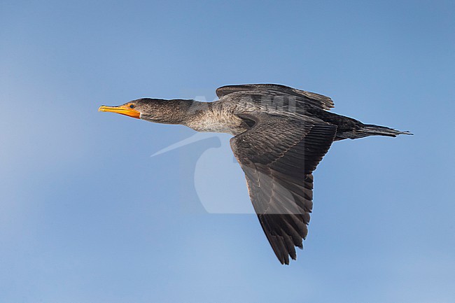 Geoorde Aalscholver; Double-crested Cormorant; Phalacrocorax auritus stock-image by Agami/Daniele Occhiato,