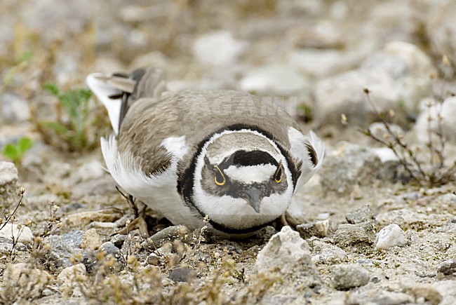 Kleine Plevier nabij het nest; Little Ringed Plover at breeding site stock-image by Agami/Hans Gebuis,