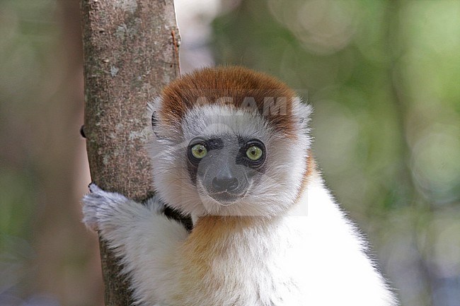 Close up of an adult Verreaux's sifaka (Propithecus verreauxi), also known as the white sifaka. A medium-sized primate in one of the lemur families, the Indriidae. stock-image by Agami/Pete Morris,