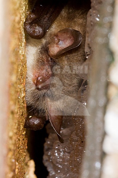 Franjestaart; Natterers bat stock-image by Agami/Theo Douma,