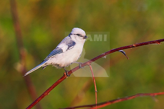 Azuurmees in wilg, Azure Tit in willow stock-image by Agami/David Monticelli,