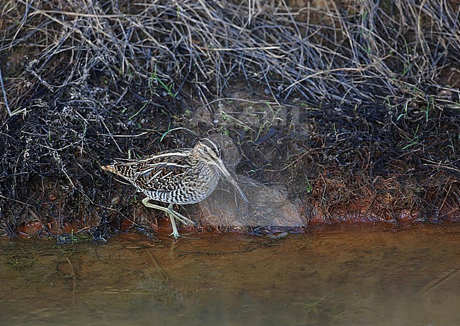 Common Snipe (Gallinago gallinago) foraging in a ditch. stock-image by Agami/Jacques van der Neut,