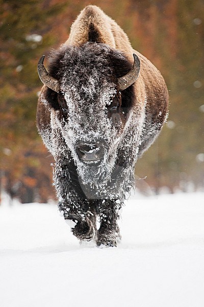 Amerikaanse bizon lopend in sneeuw; American bison walking in snow stock-image by Agami/Caroline Piek,