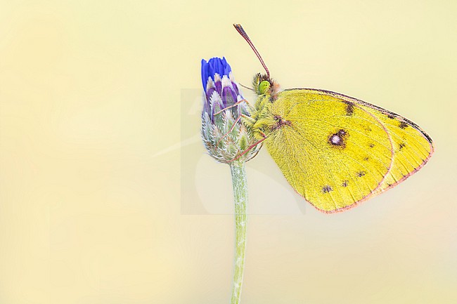 Pale Clouded Yellow, Colias hyale stock-image by Agami/Wil Leurs,