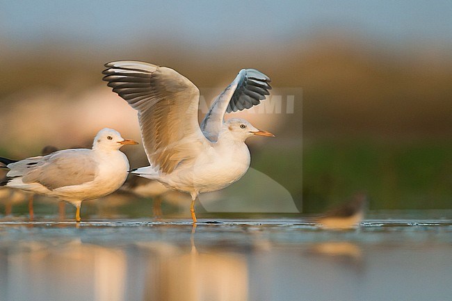 Slender-billed Gull - Dünnschnabelmöwe - Larus genei, Oman, 1st Winter stock-image by Agami/Ralph Martin,