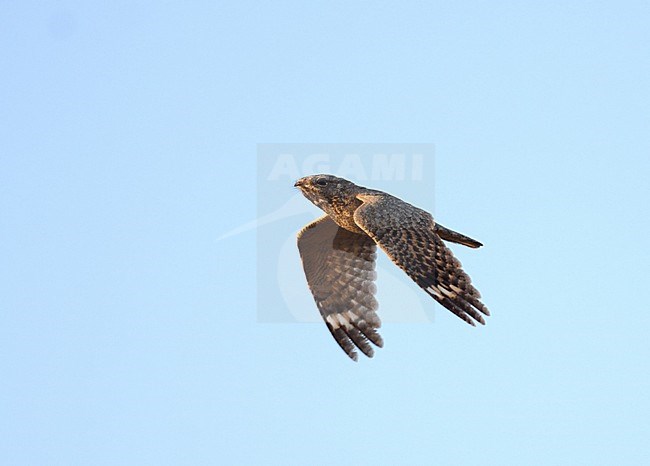 Sykes's Nightjar (Caprimulgus mahrattensis) in India. stock-image by Agami/Laurens Steijn,