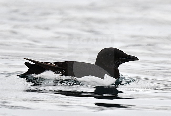Thick-billed Murre (Uria lomvia) swimming at sea north of Spitsbergen. stock-image by Agami/Laurens Steijn,