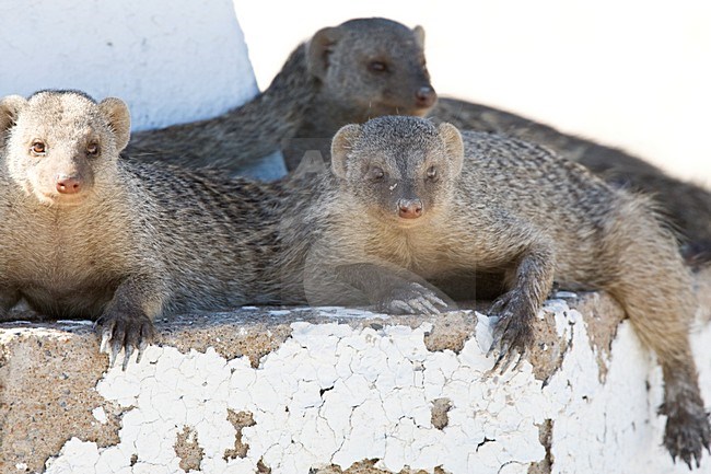 Zebramangoeste rustend in schaduw Namibie, Banded Mongoose resting in shadow Namibia stock-image by Agami/Wil Leurs,