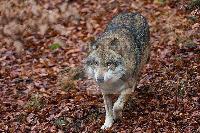 A gray wolf, Canis lupus, walking through fallen autumn leaves. Bayerischer Wald National Park, Bavaria, Germany. stock-image by Agami/Sergio Pitamitz,