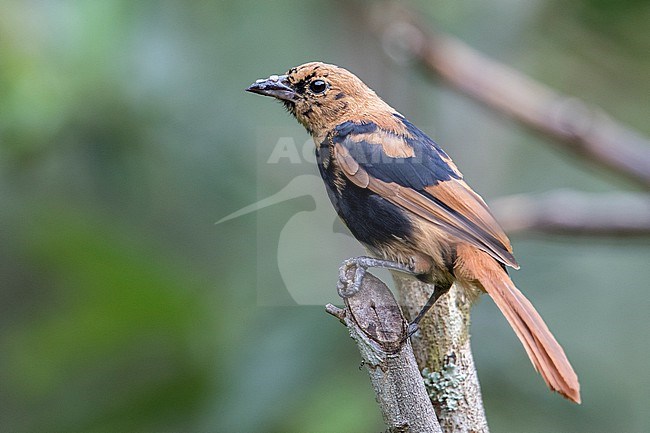 An immature male White-lined Tanager (Tachyphonus rufus) at ProAves Tangaras Reserve, El Carmen de Atrato, Choco, Colombia. stock-image by Agami/Tom Friedel,