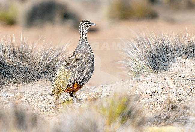 Puna Tinamou (Tinamotis pentlandii) in Chile. stock-image by Agami/Dani Lopez-Velasco,