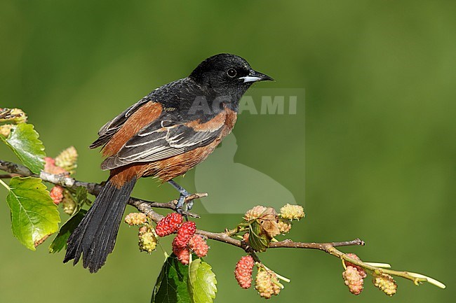 Adult male Orchard Oriole (Icterus spurius) in Galveston Co., Texas, United States. Perched on a branch against green background. stock-image by Agami/Brian E Small,