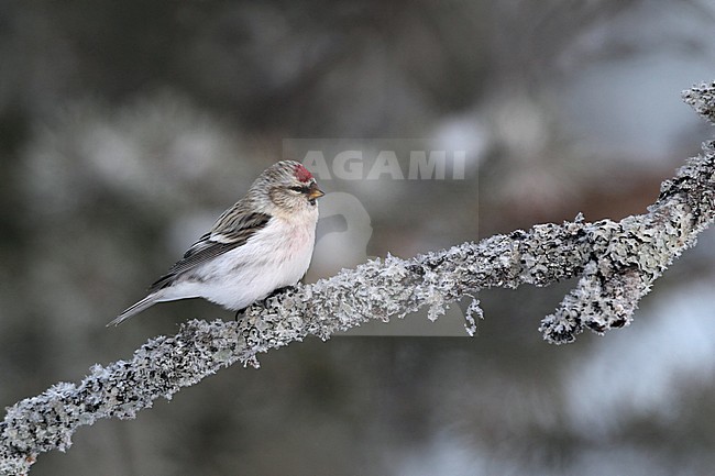 Wintering Arctic Redpoll (Acanthis hornemanni exilipes) at Kaamanen near Ivalo in northern Finland. stock-image by Agami/Helge Sorensen,