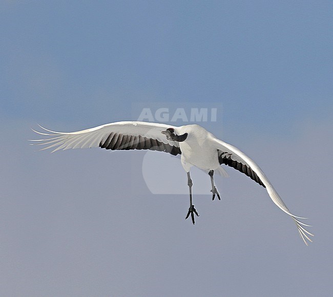 Wintering Red-crowned Crane, Grus japonensis, near Kushiro, Hokkaido, Japan. stock-image by Agami/Pete Morris,