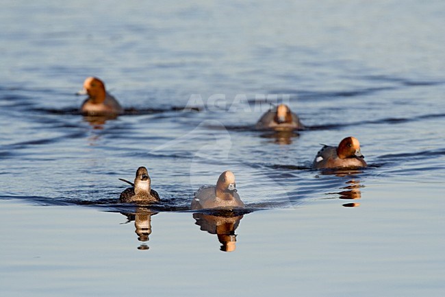 Smienten zwemmend; Eurasian Wigeons swimming stock-image by Agami/Marc Guyt,