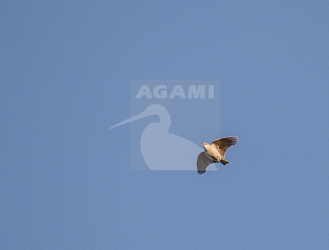 Long-billed pipit  (Anthus similis) in Iran. Display flight. stock-image by Agami/Pete Morris,