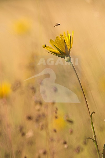 Gele morgenster met zweefvlieg, Goat's-beard with hoverfly stock-image by Agami/Rob de Jong,